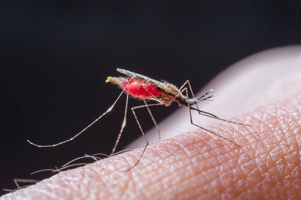 تصویر پشه عامل بیماری مالاریا / سولفات مس صنعتی