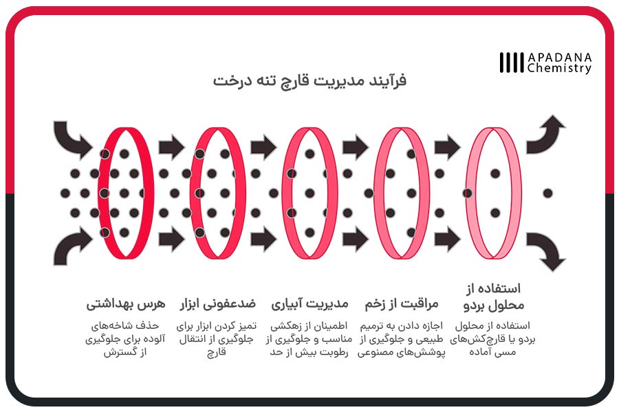 فرآیند مدیریت قارچ تنه درخت