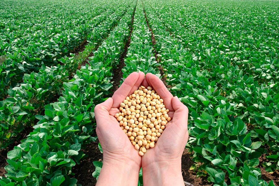 کمبود مولیبدن باعث کاهش تثبیت نیتروژن و تجمع نیترات در گیاه می‌شود. 