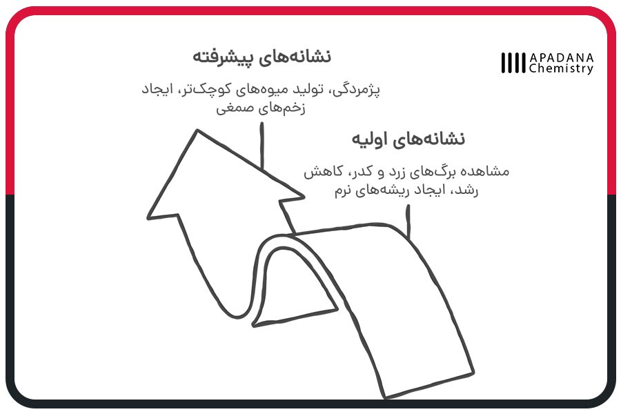 پیشرفت پوسیدگی ریشه درختان