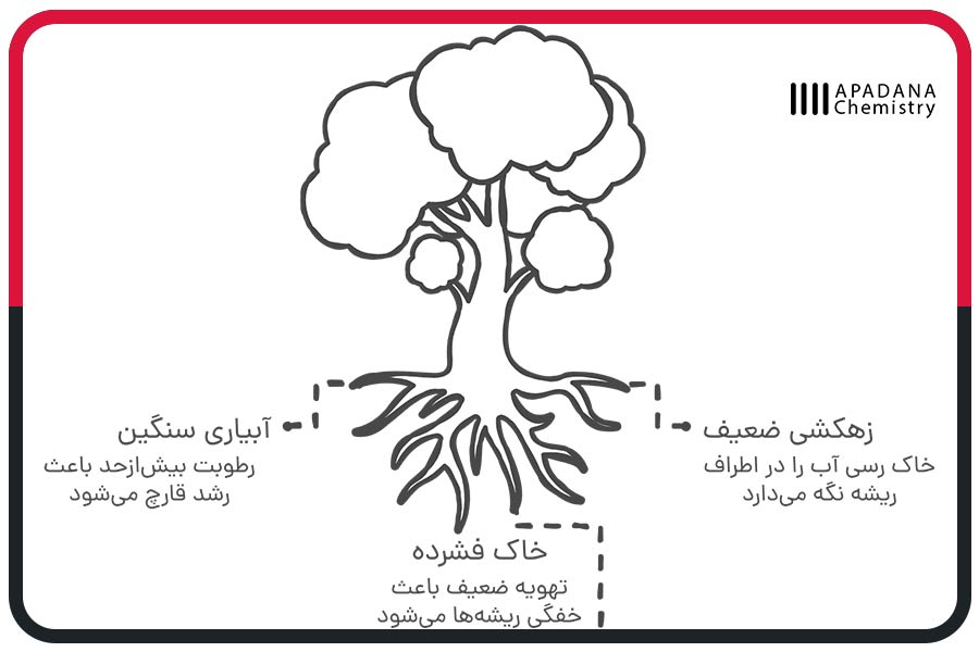 دلایل پوسیدگی ریشه درختان