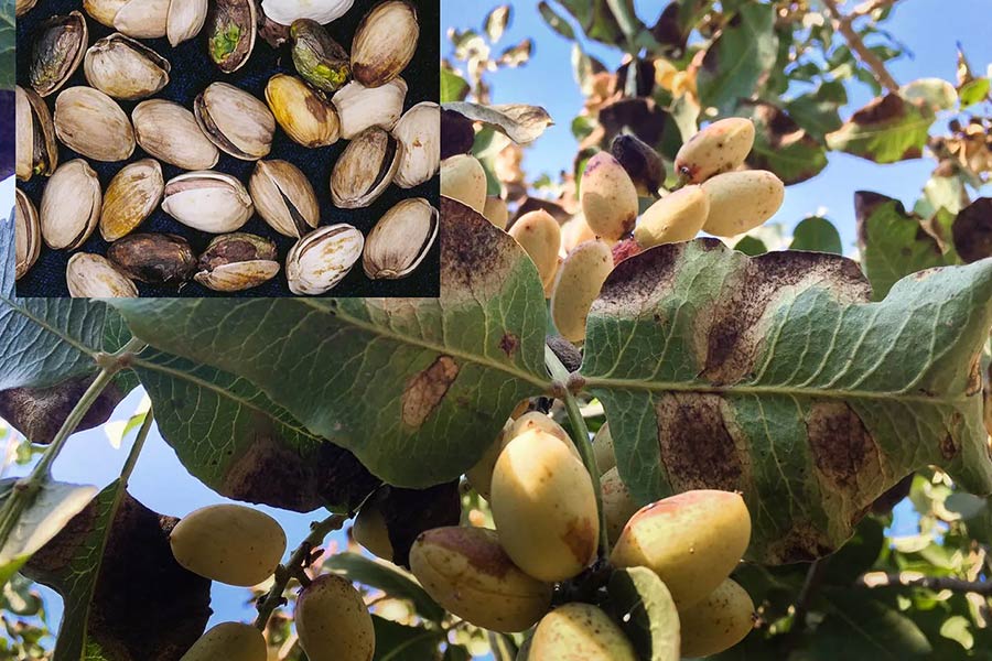 اثر قارچ آلترناریا به برگها و میوههای پسته