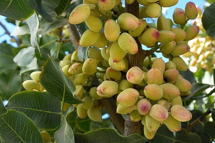 با انتخاب بهترین قارچ کش برای پسته، باغی سالم داشته باشید.