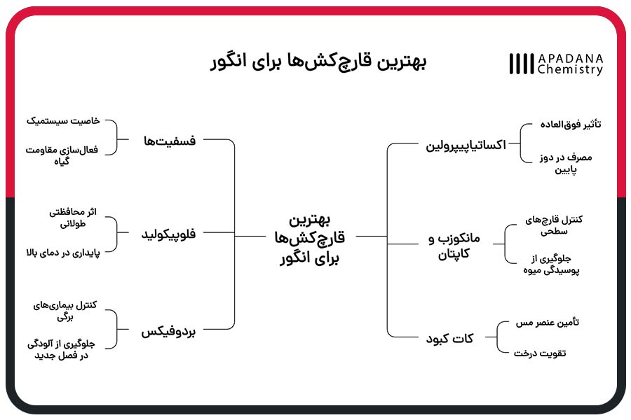 بهترین قارچکشها برای انگور