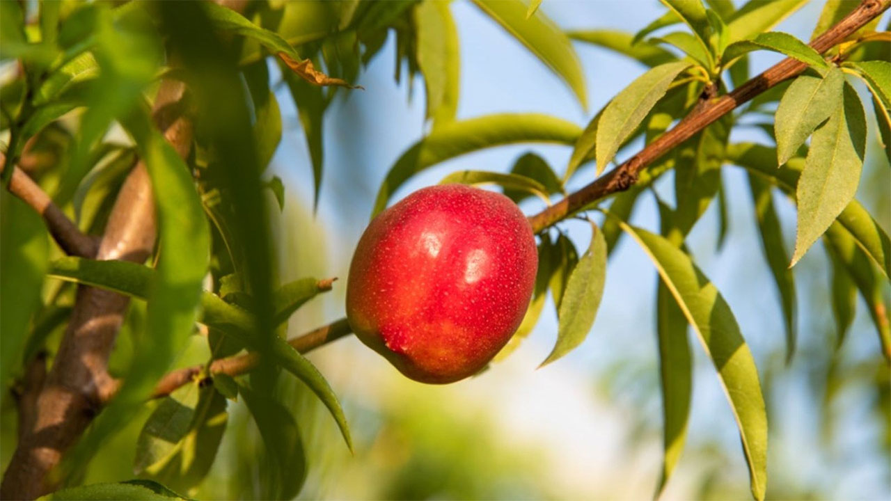 بهترین قارچ کش برای شلیل