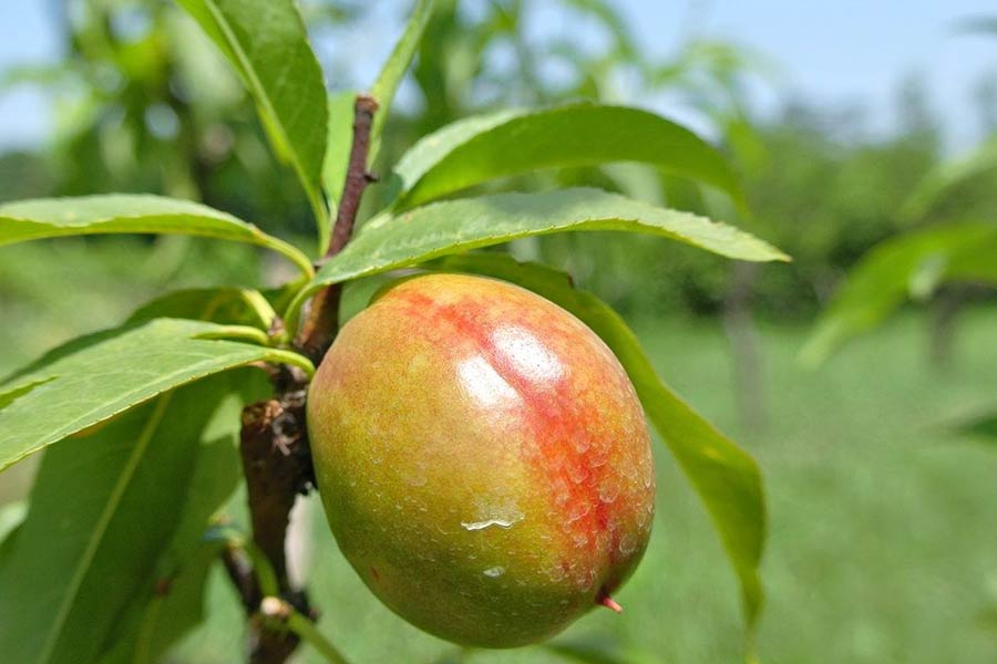 برای دفع قارچ از درختان شلیل، برنامهی مؤثر و ترکیب چند نوع سم در مراحل مختلف لازم است.