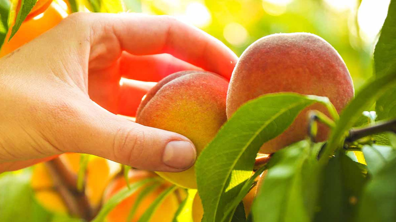 بهترین قارچ کش برای هلو
