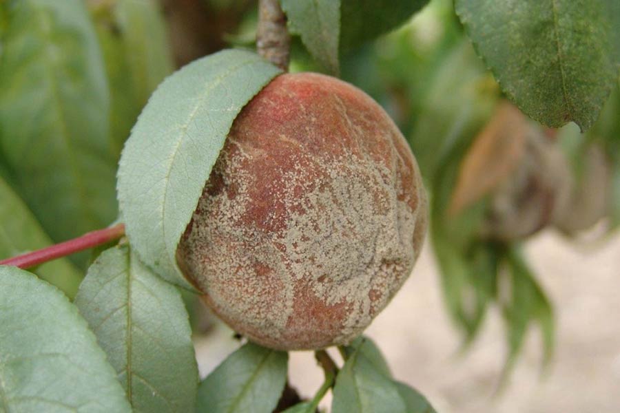 برای کنترلی کپک میوه، استفاده از قارچ‌کش سیستمیک تاپسین‌ام ضروری است.