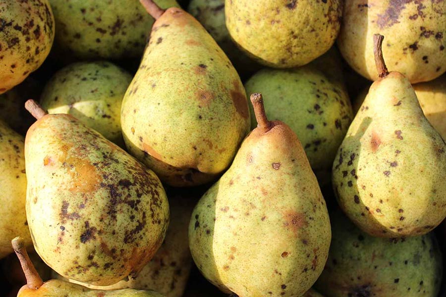 مانکوزب، کنترل خوبی روی بیماری اسکب دارد.