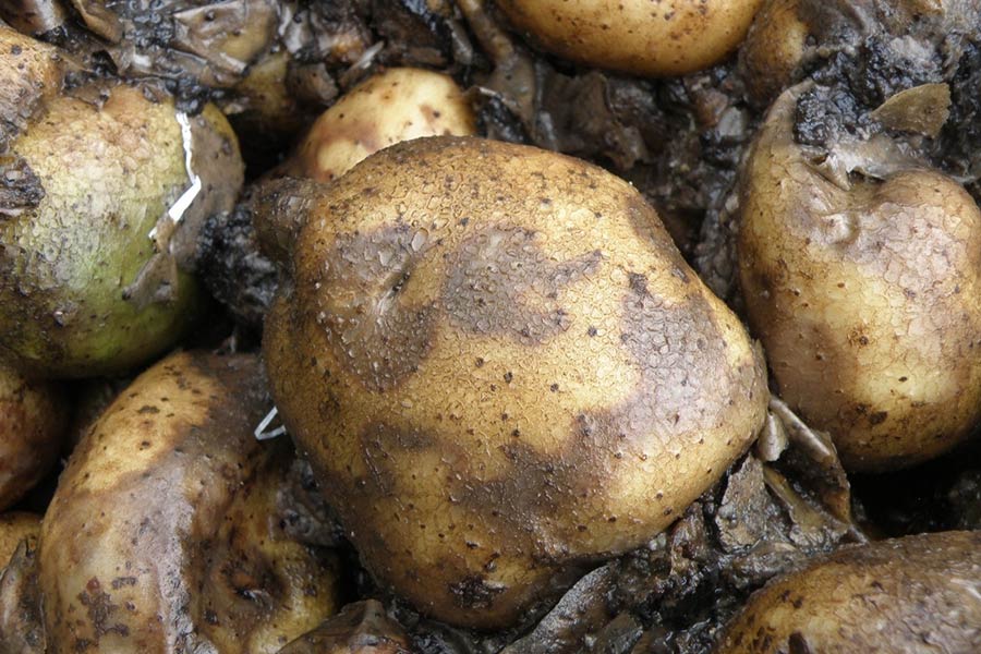 سیبزمینیهای آسیبدیده با قارچ Phytophthora infestans
