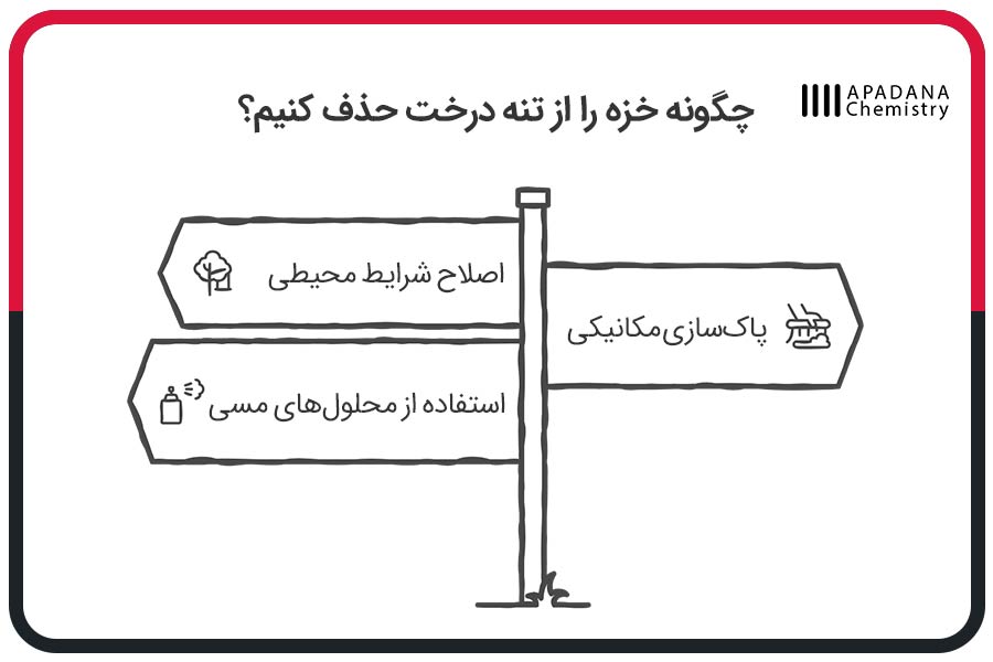 چگونه خزه را از تنه درخت حذف کنیم؟