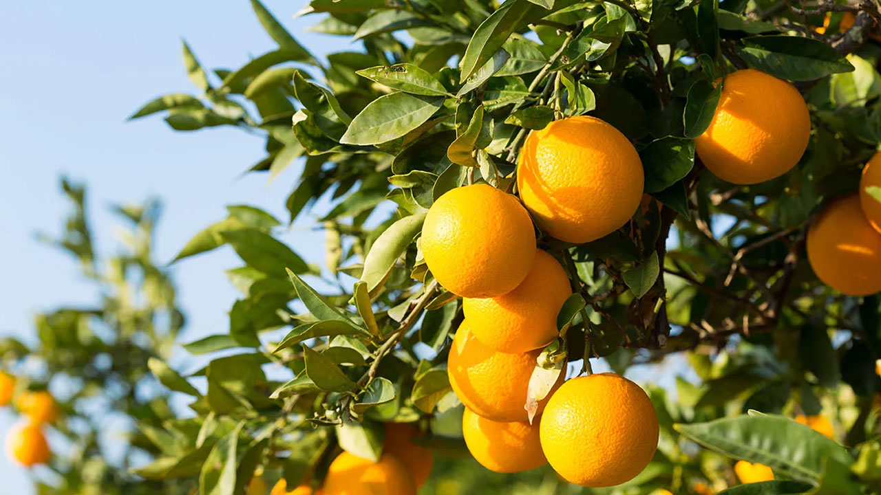 استفاده از قارچ کش برای مرکبات