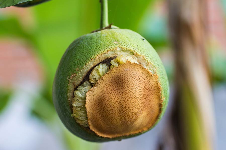 قارچکشهای سیستمیک تکمحلی برای کنترل بیماریهای برگی/پوستی استفاده میشوند.